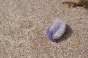 Purple Sea Snail On Sand Wallpaper