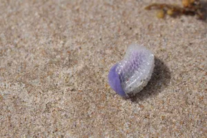Purple Sea Snail On Sand Wallpaper