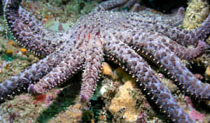 Purple Sea Staron Coral Reef Wallpaper