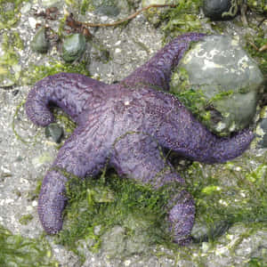Purple Sea Staron Rocks Wallpaper