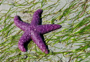 Purple Sea Staron Sandy Beach Wallpaper