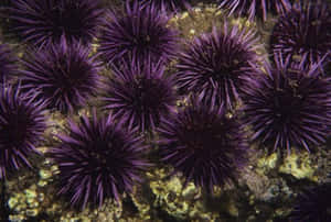 Purple Sea Urchins Cluster.jpg Wallpaper