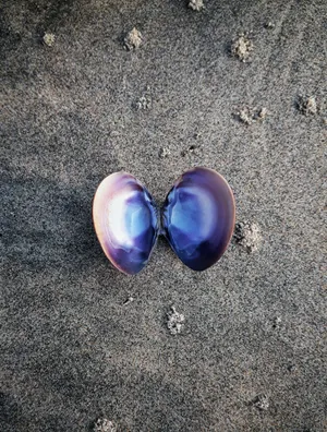 Purple Seashellon Sand Wallpaper