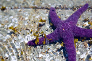 Purple_ Starfish_ Underwater_ Scene.jpg Wallpaper