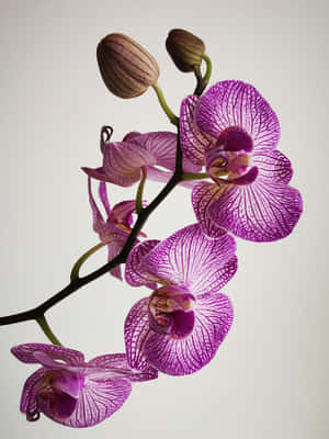 Purple Striped Orchid Beauty Wallpaper