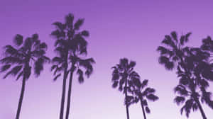 Purple_ Sunset_ Palm_ Silhouettes.jpg Wallpaper