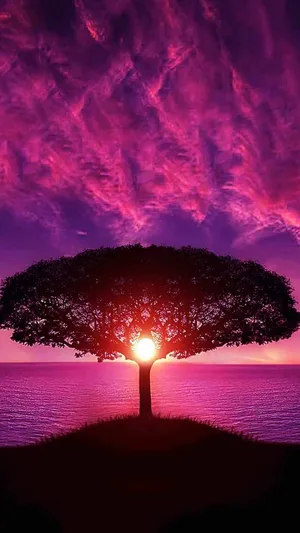 Purple Sunset Silhouette Tree Wallpaper