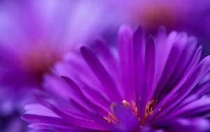 Purple Trailing Ice Plant Flower Laptop Wallpaper