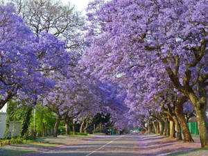 Purple Trees Beside The Road Wallpaper