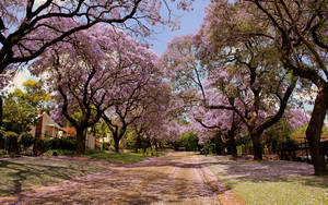 Purple Trees Most Beautiful Nature Wallpaper