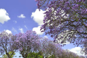 Purple Trees On Sky Wallpaper