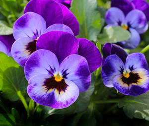 Purple Vivid Pansies Wallpaper