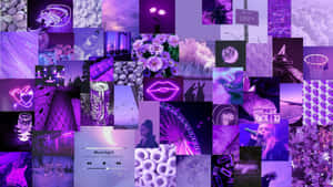 Purple Wallpapers, Purple Wallpapers, Purple Wallpapers, Purple Wallpapers, Purple Wallpapers, Purple Wallpapers Wallpaper