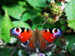 Purple Wing Butterfly Wallpaper