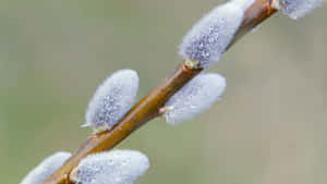 Pussy Willow Branch Closeup Wallpaper