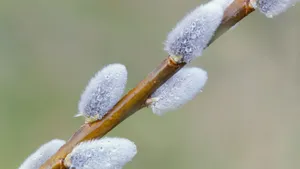 Pussy Willow Branch Closeup Wallpaper