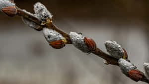 Pussy Willow Branch Closeup Wallpaper