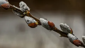 Pussy Willow Branch Closeup Wallpaper