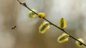 Pussy Willow Branch With Bee Wallpaper