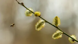 Pussy Willow Branch With Bee Wallpaper