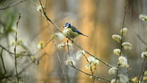 Pussy Willow Branch With Bird Wallpaper