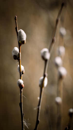 Pussy Willow Branches Wallpaper