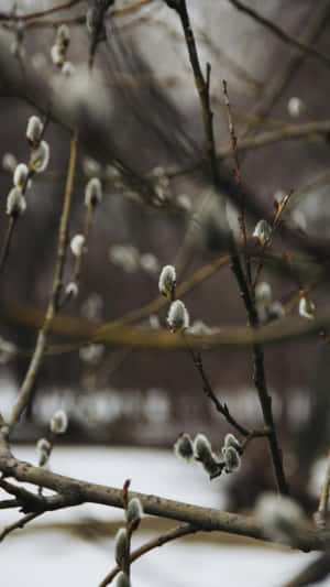 Pussy Willow Branches Wallpaper