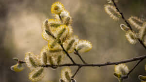 Pussy Willow Branches Wallpaper
