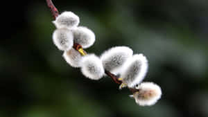 Pussy Willow Branches Wallpaper
