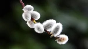 Pussy Willow Branches Wallpaper