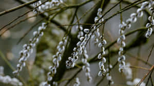 Pussy Willow Branches Wallpaper