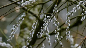 Pussy Willow Branches Wallpaper