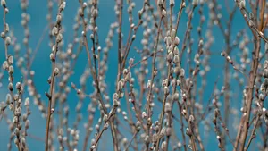 Pussy Willow Branches Blooming Wallpaper