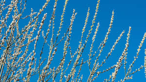 Pussy Willow Branches Blooming Wallpaper