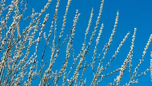 Pussy Willow Branches Blooming Wallpaper