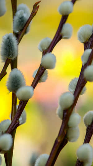 Pussy Willow Branches Closeup Wallpaper