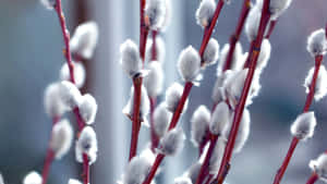 Pussy Willow Branches Closeup Wallpaper