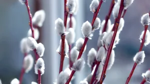 Pussy Willow Branches Closeup Wallpaper