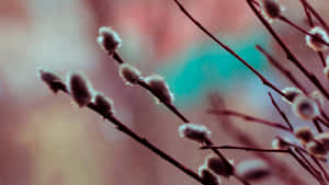 Pussy Willow Branches Closeup Wallpaper