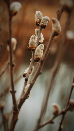 Pussy Willow Branches Closeup Wallpaper