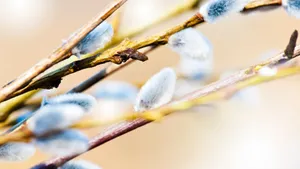 Pussy Willow Branches Closeup Wallpaper