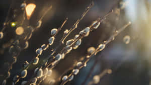 Pussy Willow Branches Closeup Wallpaper