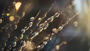 Pussy Willow Branches Closeup Wallpaper