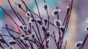 Pussy Willow Branches Closeup Wallpaper