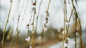 Pussy Willow Branches Closeup Wallpaper