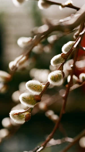 Pussy Willow Branches Closeup Wallpaper