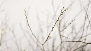 Pussy Willow Branches Closeup Wallpaper