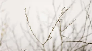 Pussy Willow Branches Closeup Wallpaper