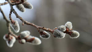 Pussy Willow Branches Closeup Wallpaper