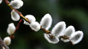 Pussy Willow Branches Wallpaper